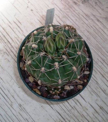 Gymnocalycium_uruguayense